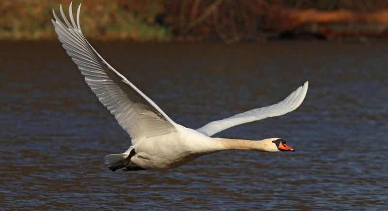 лебедь-шипун, лебедь, cygnus olor, mute swan, swan Навстречу весне!photo preview
