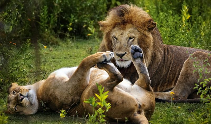 СОБЛАЗНЕНИЕphoto preview