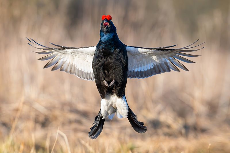 тетерев. ток. Тетерев на току.photo preview