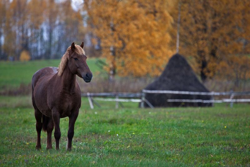 кенозерье, архангельская область, октябрь Белобрысая лошадкаphoto preview