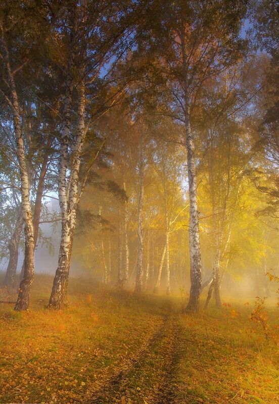 сибирь, утро, туман, берёзы Туманное утроphoto preview