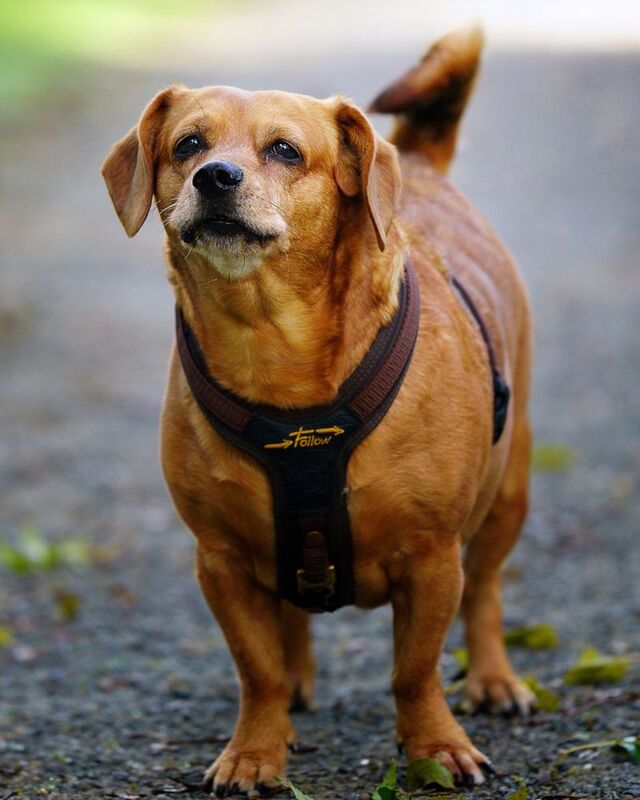 Собачка  Случайно на утренней прогулки photo preview