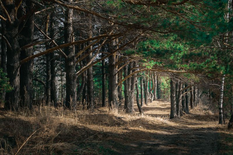 В лесуphoto preview