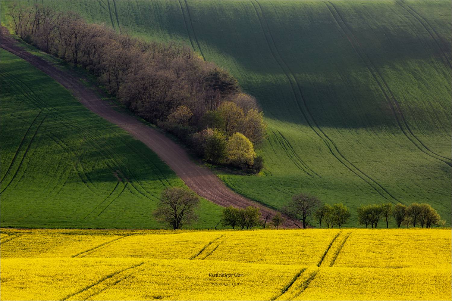 южная моравия,пейзаж,линии,рапс,south moravian,lines,свет,czech,весна,чехия,landscapes, Гори Василий