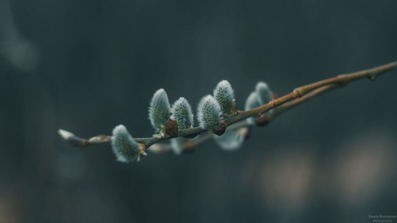 природа, макро, весна, nature, macro, spring ***photo preview