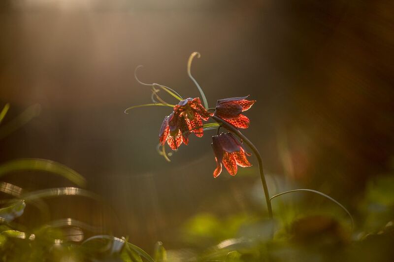 Рябчик русскийphoto preview