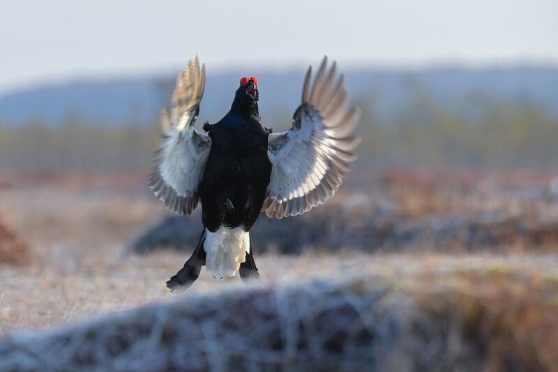 тетерев, grouse, fight, nature, bird, birdwatching, битва, ток, природа, птицы, Ярославль, крылья, взмах, полет, крики, wings, flight Приземлениеphoto preview