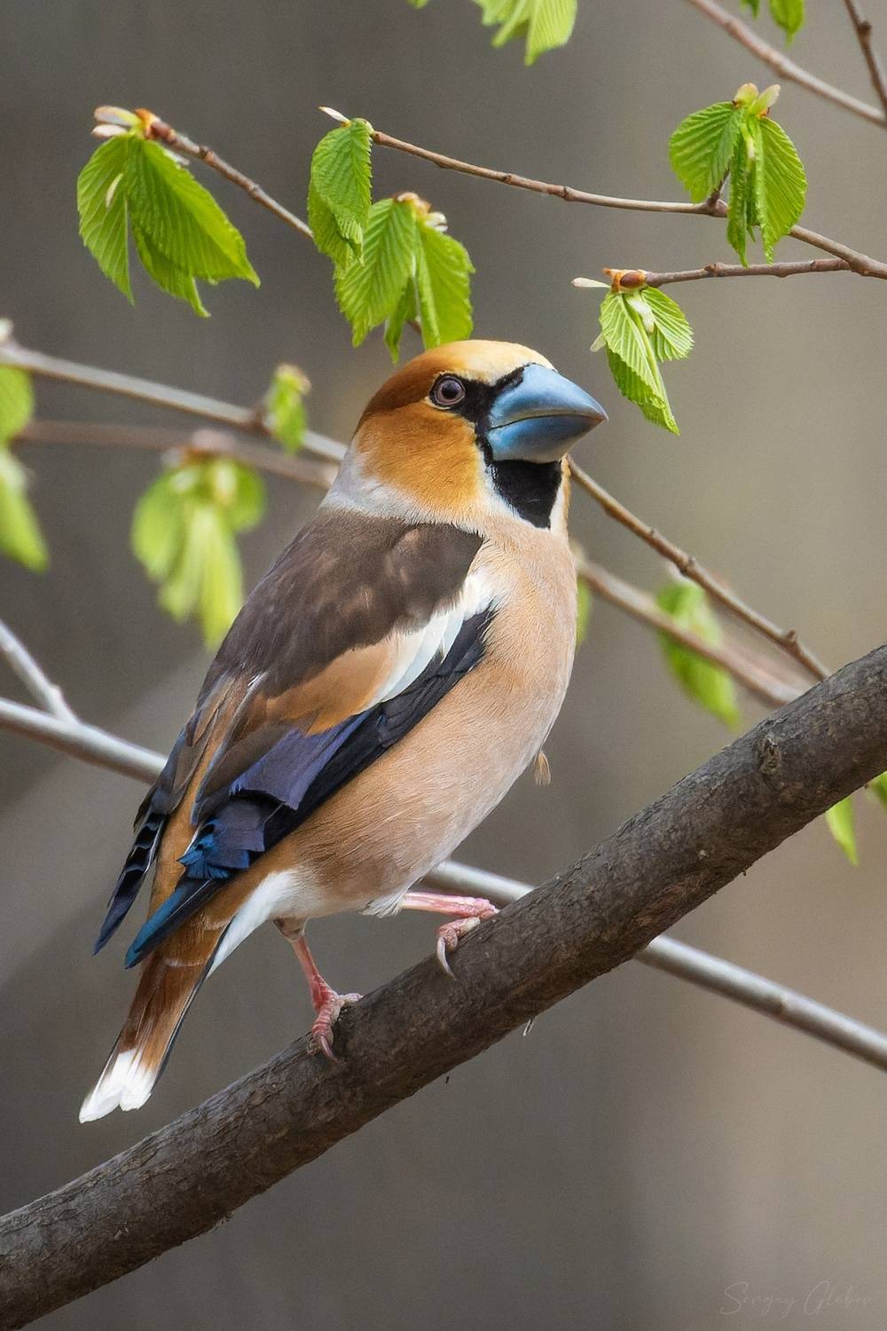 дубонос, птицы, пернатые, Глебов Сергей