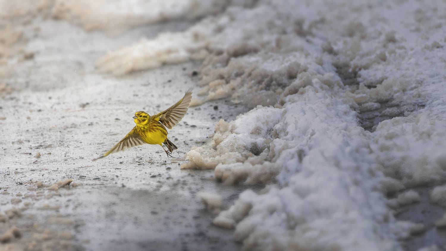 , Загруев Михаил