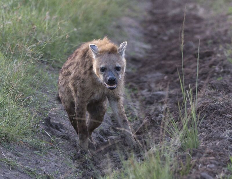 Гиеныphoto preview