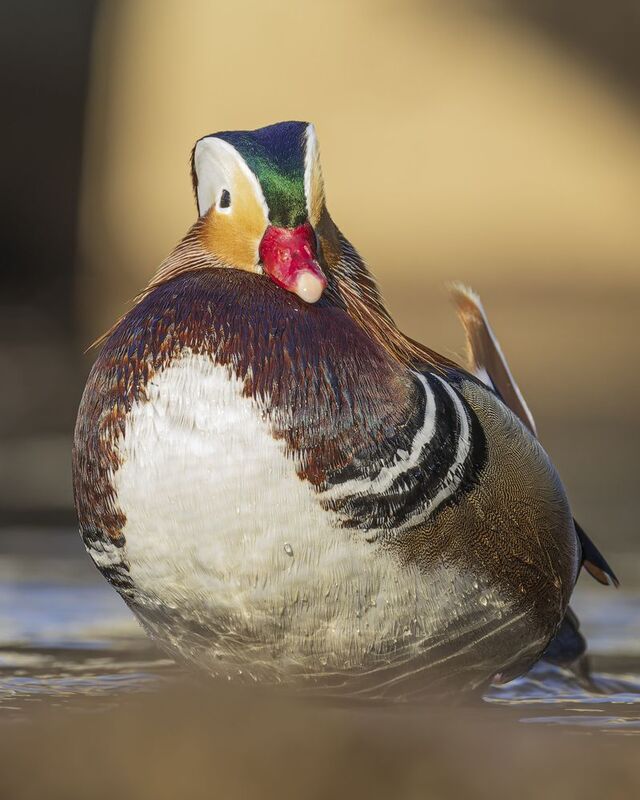 Мандаринкаphoto preview