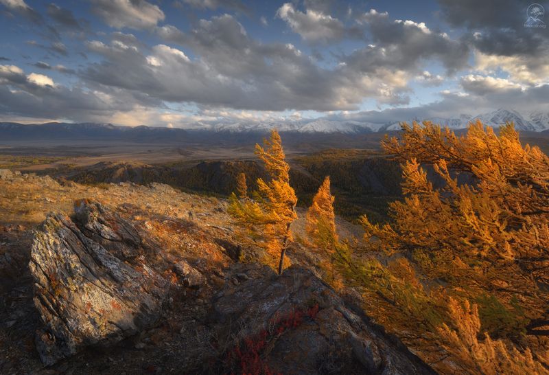 алтай, лиственницы, осень, горы, горный алтай, республика алтай, чуйский тракт, фототур на алтай, осенний фототур на алтай Всем ветрам назлоphoto preview