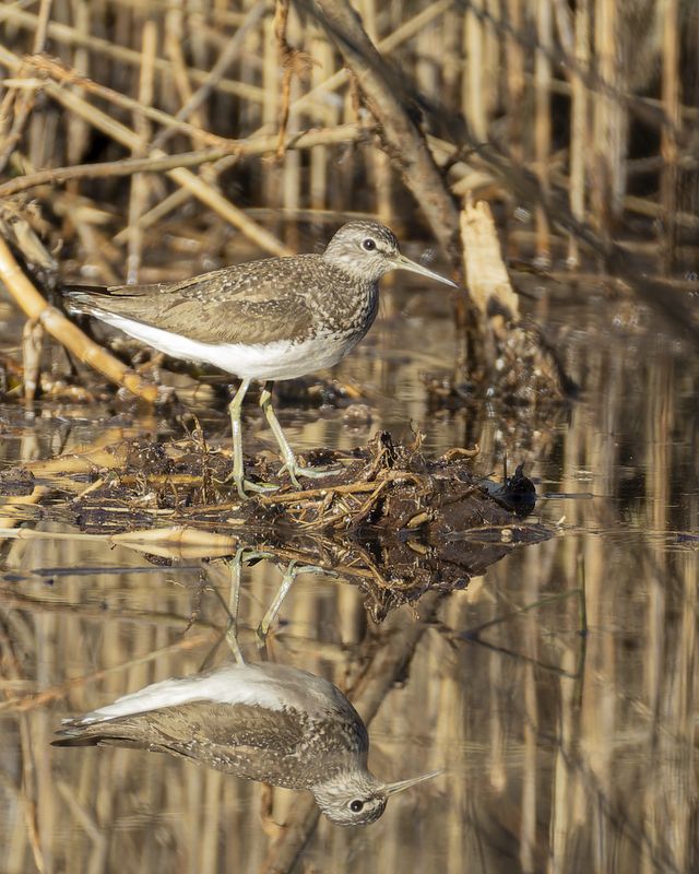 черныш Чернышphoto preview