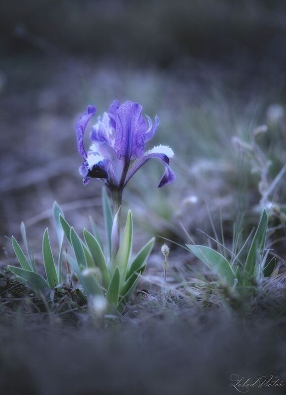 Одинокий дикий ирисphoto preview