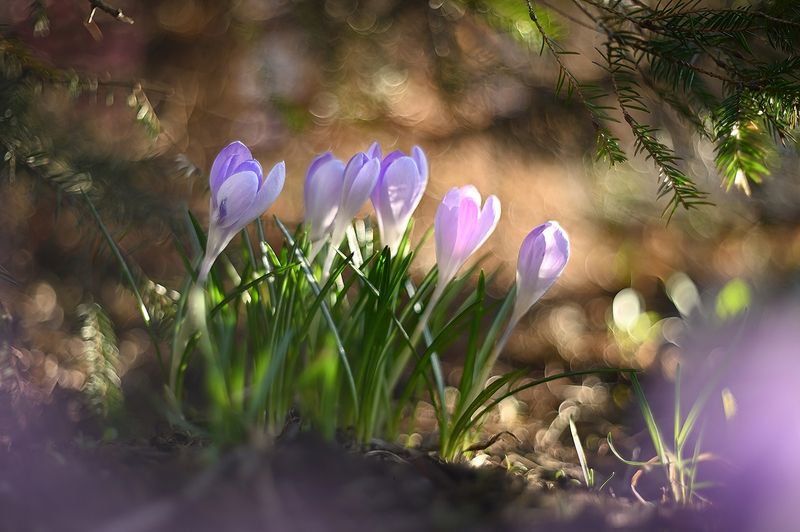 #крокусы #весна #цветы  #боке  #сиреневый Под ёлочкойphoto preview