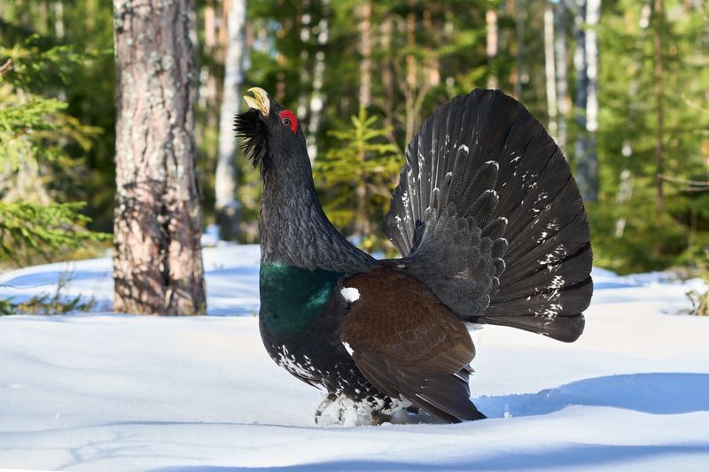 птицы; глухарь; весна; снег Хозяин лесаphoto preview