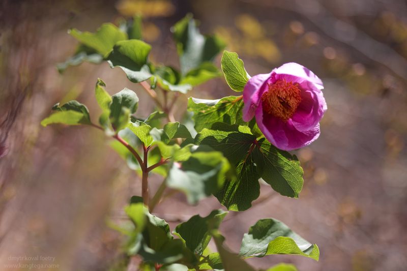 пейзажемагьё, пейзаж-как-виденье Первый Крымский …photo preview
