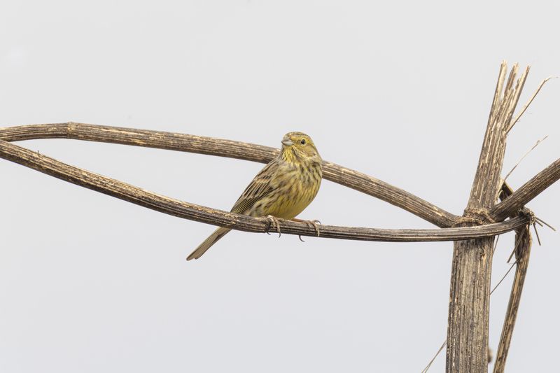 обыкновенная, овсянка Обыкновенная овсянкаphoto preview