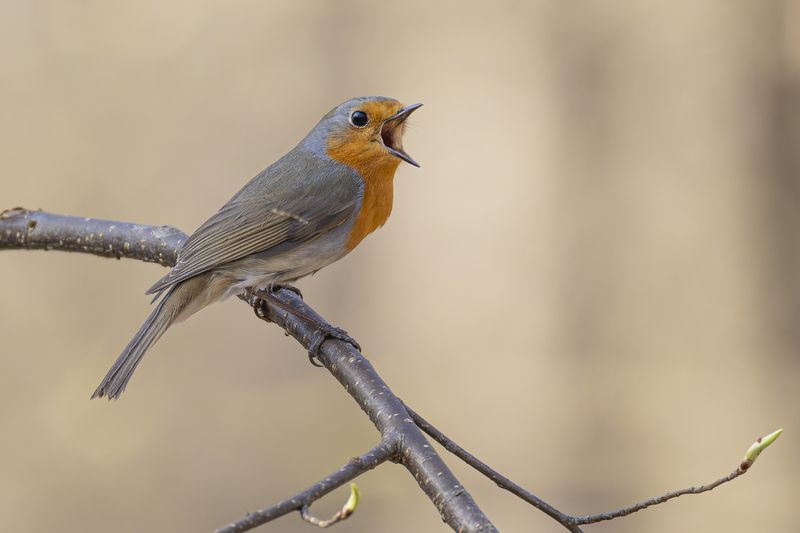 зарянка, птицы, малиновка, весна Весенние песни зарянкиphoto preview