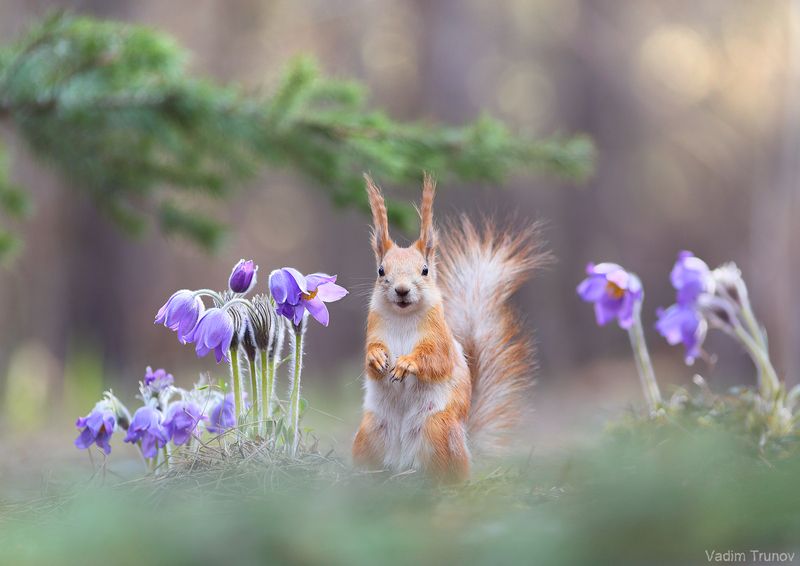белка, весна, squirrel, сон-трава *** фото превью