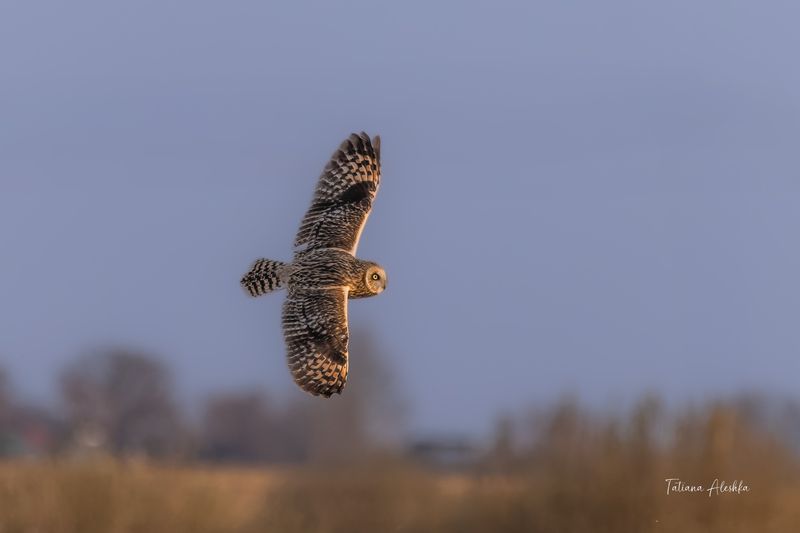 птицы Вечерний полёт (сова болотная).photo preview
