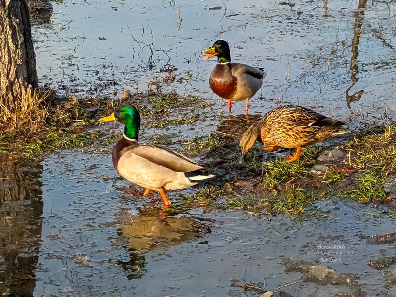 природа, nature, птицы, утки, пернатые, весна,  фото на телефон Утки в городеphoto preview