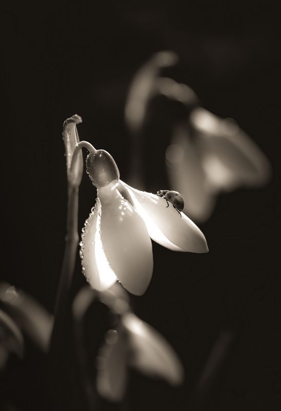 Светлый путьphoto preview