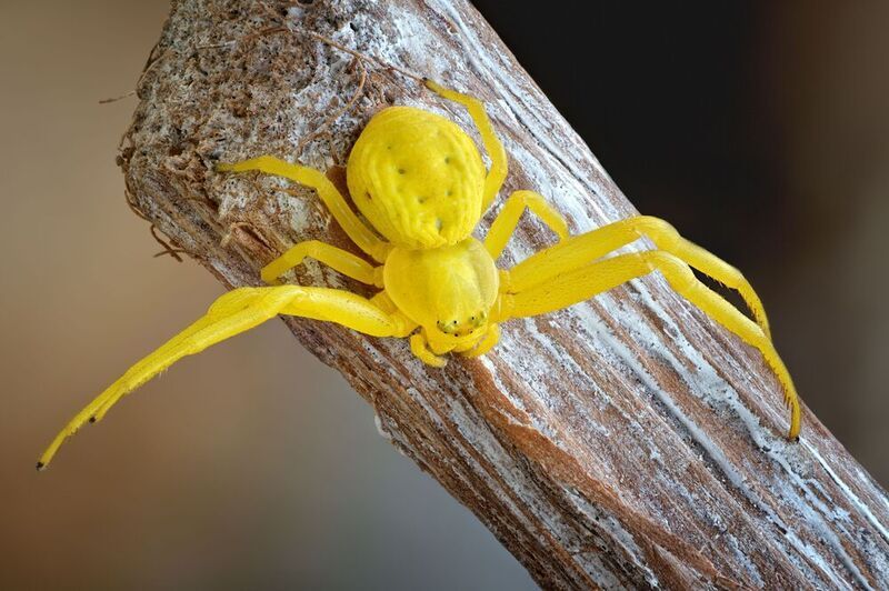 мизумена photo preview