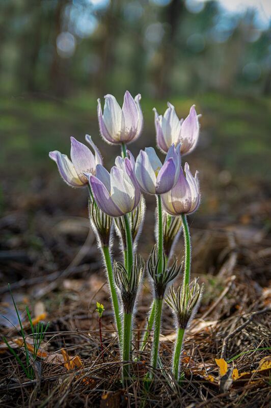 сонтрава, сибирские подснежники СонТраваphoto preview