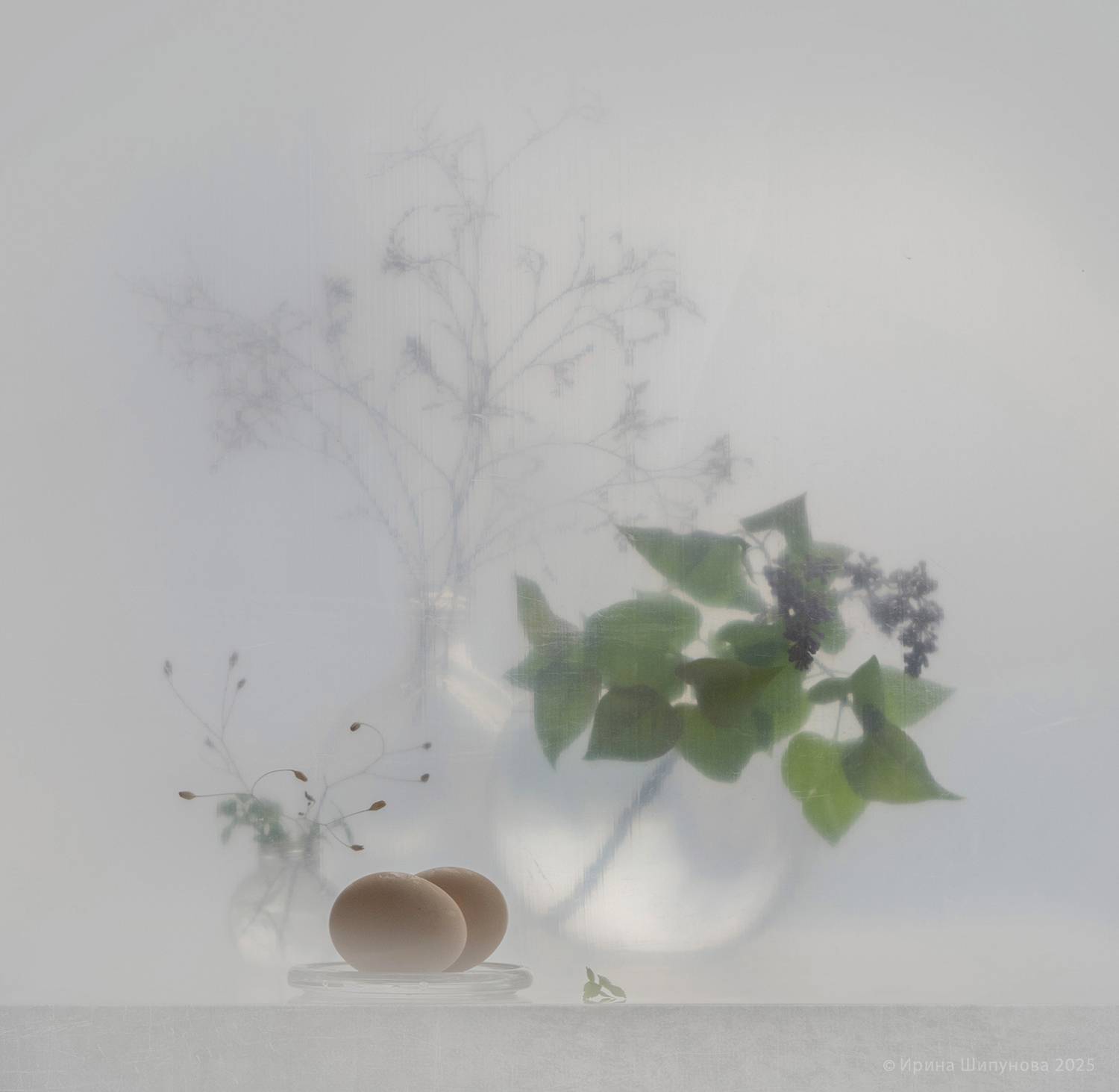 , Шипунова Ирина