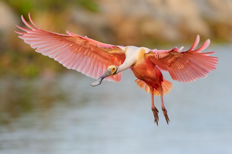 птица, фотоохота, колпица, природа, фауна Розовая колпицаphoto preview