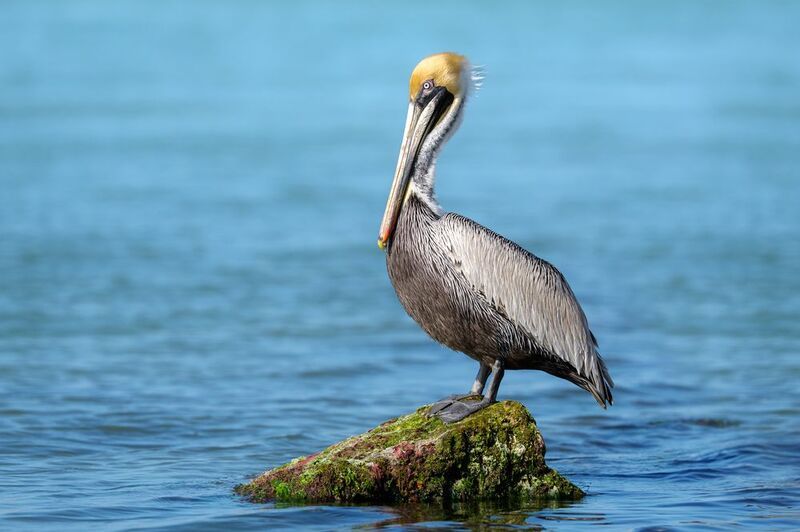 птица, фотоохота, пеликан, природа, фауна Бурый пеликанphoto preview