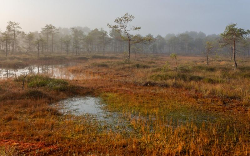 Топкое местоphoto preview