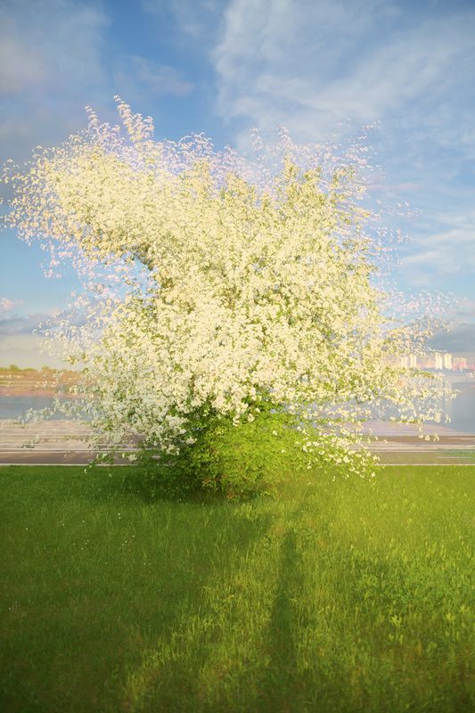 цветение, яблоня, ранетка, мультиэкспозиция, двойная экспозиция, весна Весеннее цветениеphoto preview