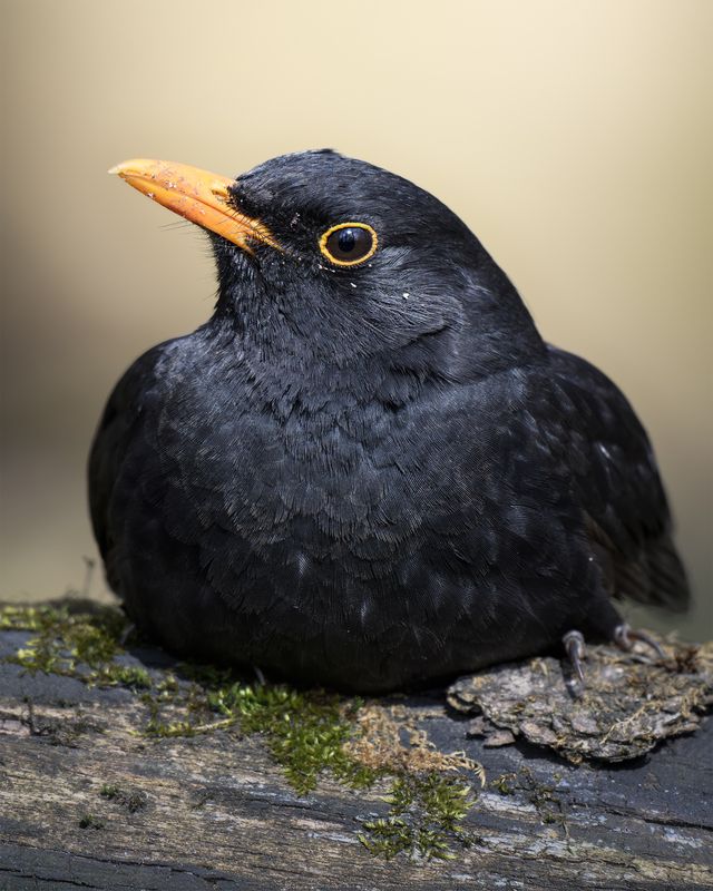 Чёрный дрозд (Turdus merula) photo preview