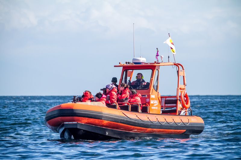 Whales, Киты Whalesphoto preview