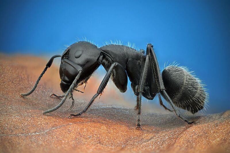 ceclii, macro Ant фото превью