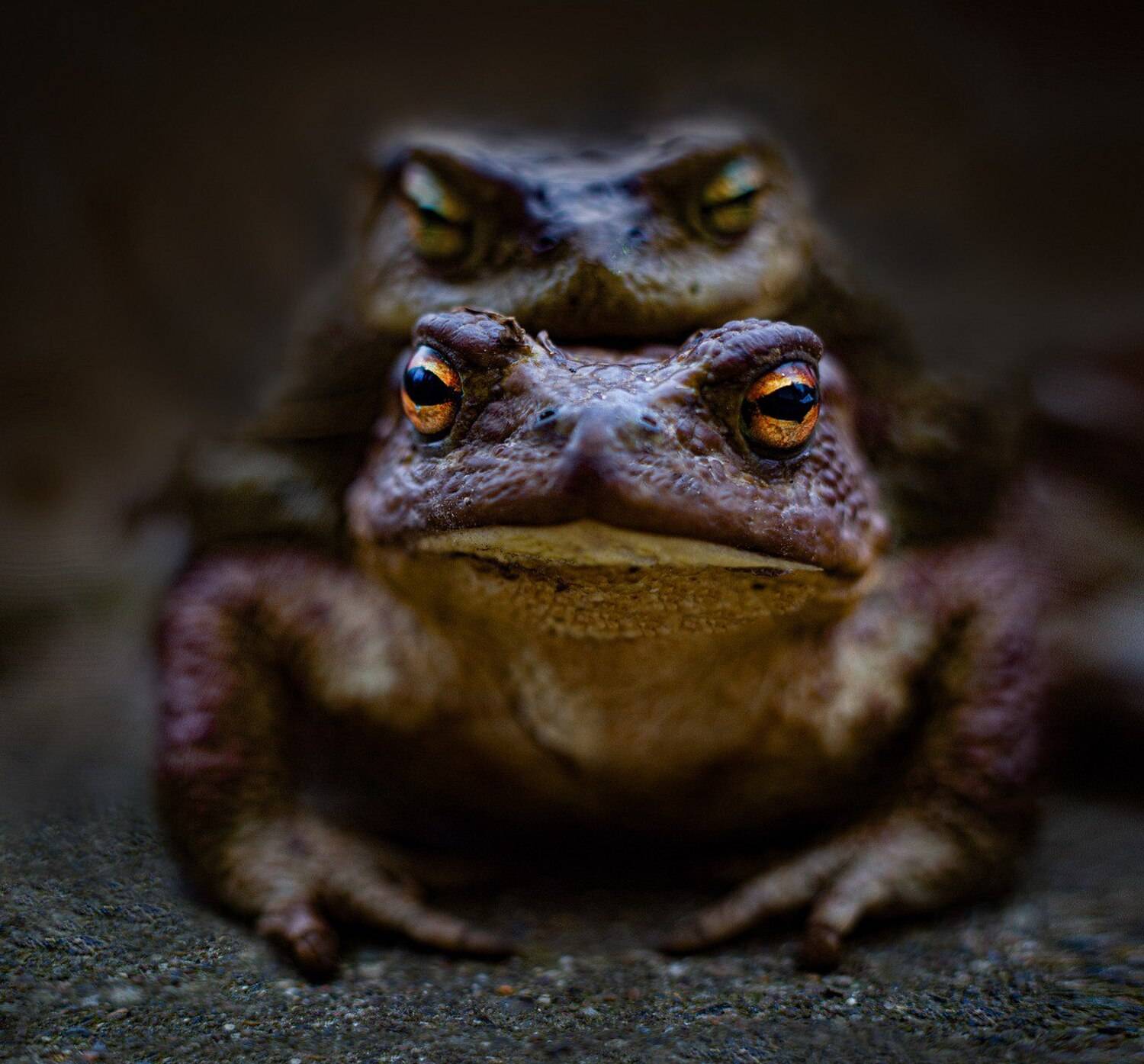 , Черновол Валентин