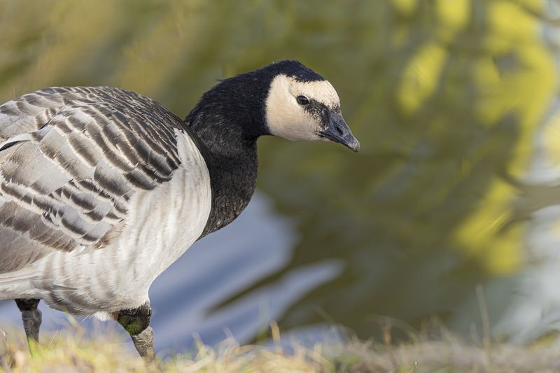 белощекая, казарка Белощекая казаркаphoto preview