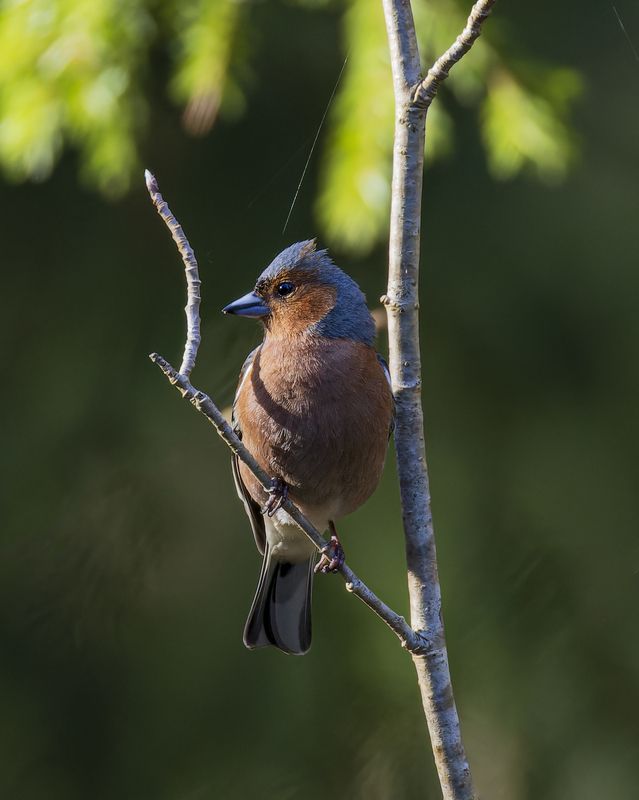 зяблик Зябликphoto preview