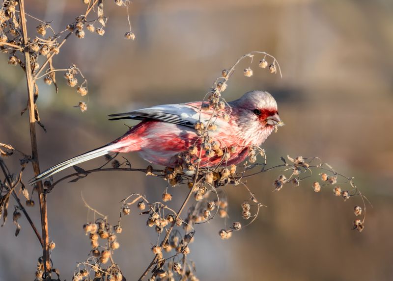 птица, урагус, самец, зима, Урагус  (самец) 2ФОТО фото превью