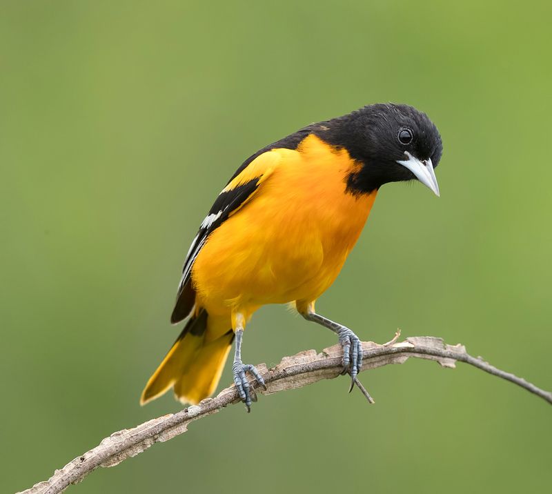 baltimore oriole, oriole, spring, весна,трупиал, иволга Baltimore Oriole - Балтиморская иволгаphoto preview