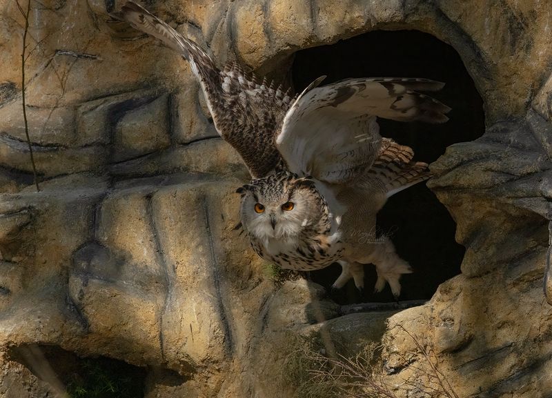 eurasian eagle owl, birds, birds of prey, nature, action, canon Eurasian Eagle Owlphoto preview