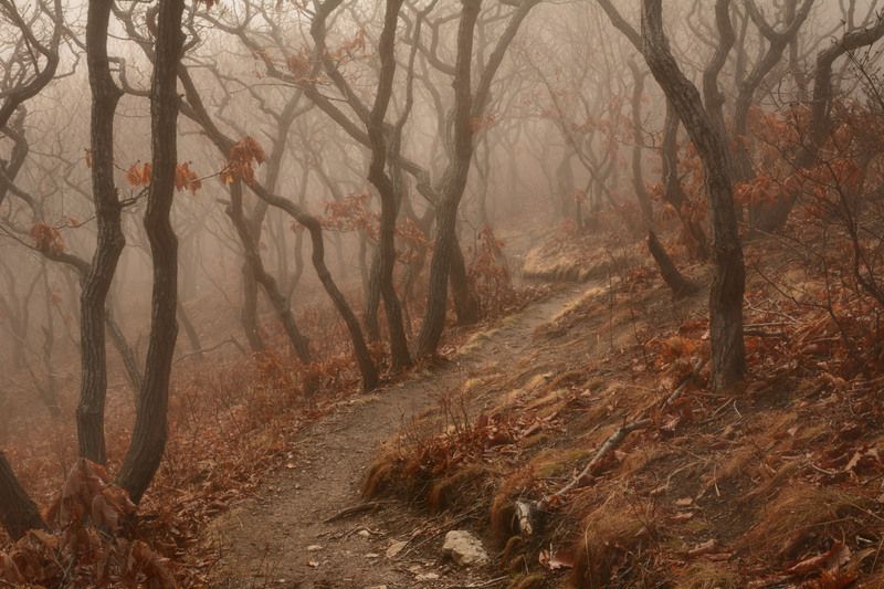 приморье Королевство кривых.photo preview