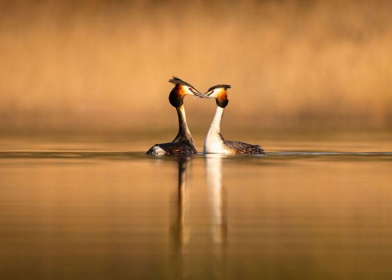 Great crested grebephoto preview