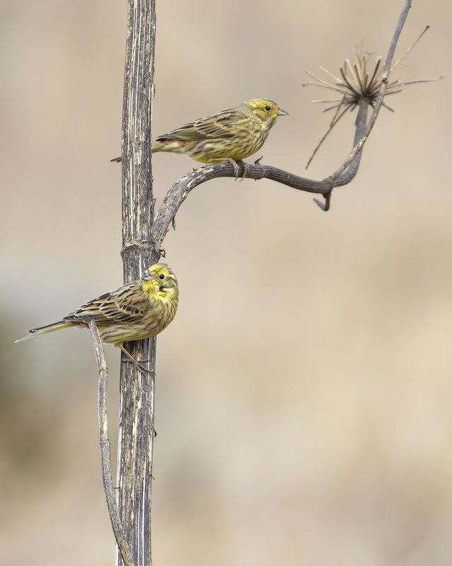 Обыкновенные овсянкиphoto preview