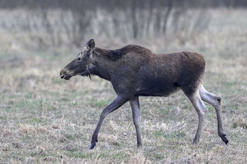 Лосенокphoto preview