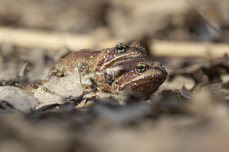 лягушка Веснаphoto preview