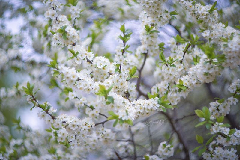 вишня, цветение, весна Вишня в белых кружевахphoto preview