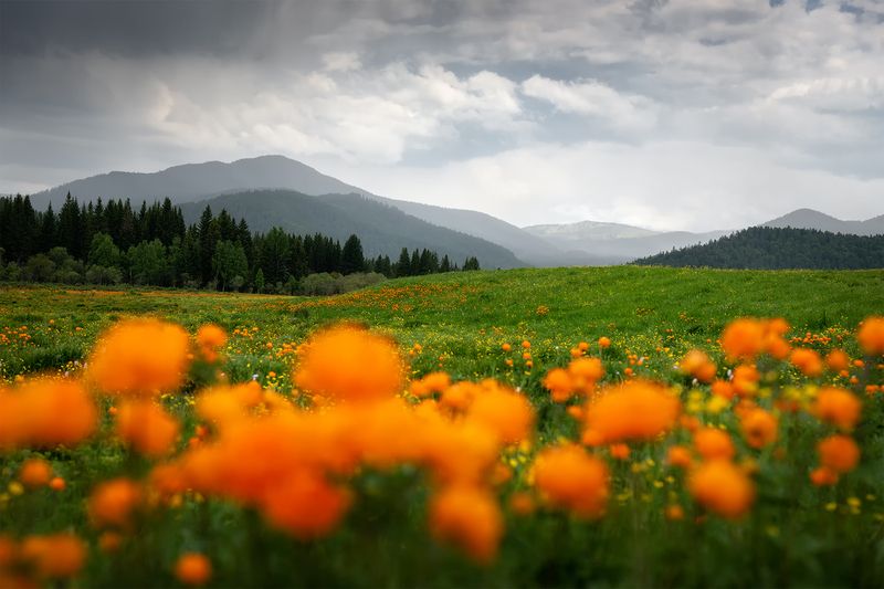 алтай, горный алтай, пейзажи алтая, шебалинский район, семинский хребет, огоньки, горы, летний алтай, жарки, купальницы, купальница азиатская Огоньки горятphoto preview
